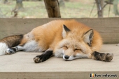 キツネ
