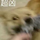 宇宙犬