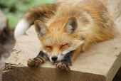 きつね