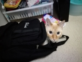 無能の人
