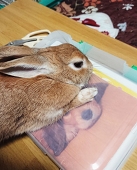 あさこ