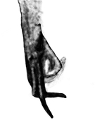 mo