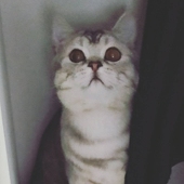 くろね