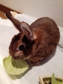 里夫