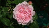 九十九 桜華