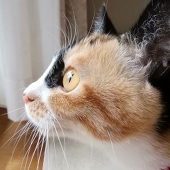 けるべるべ