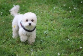 星華@マイピク申請中止