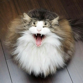 sephy