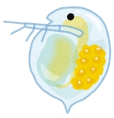 みじんこ