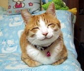 叫兽新
