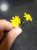 柳怜