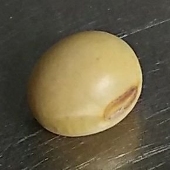 豆
