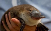 しゃけ。