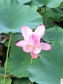 逆式