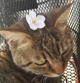 ねこ吉@