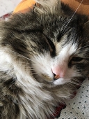 hiibous