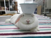 うさけつ