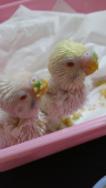 ことりや 鳥天