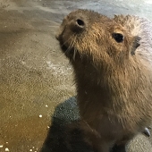 り。