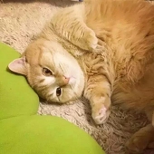 九町の猫