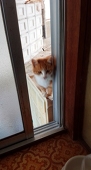TOMO