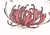 ionantha