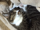 あかねこ