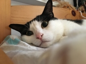 饅頭妹