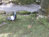 遠矢