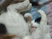 Murphy