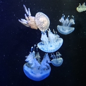 海月