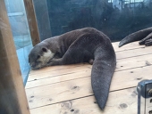 ぺぱ