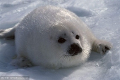Harp Seal