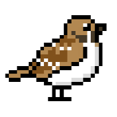 野鳥