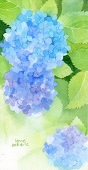 リリ