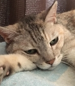 のら
