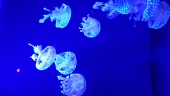 まがを