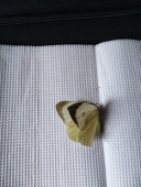 mariposa08