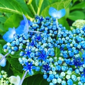 新月
