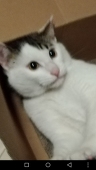 kamit