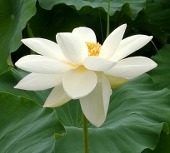yukie