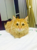 ( ^ω^ )