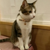 Aoiro