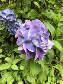 takowasa