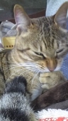 fuuko