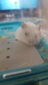 あめゆう