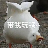 荀雨