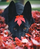 HappyFoxy4