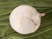 猫が食べたい人