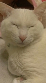 スノウ